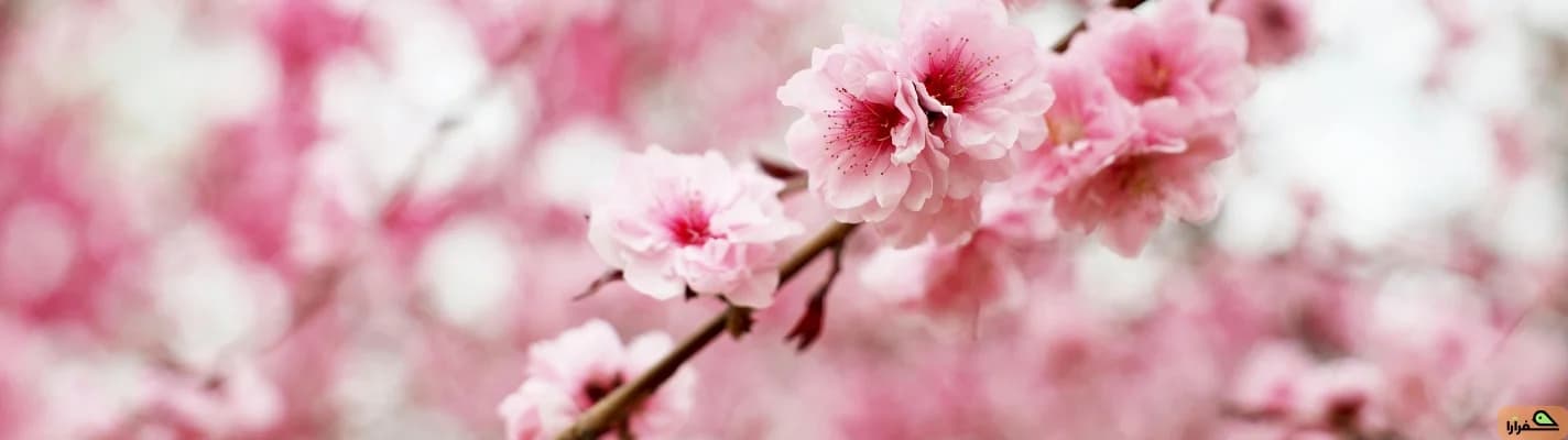 نوروز سفر بریم یا بعد از تعطیلات؟